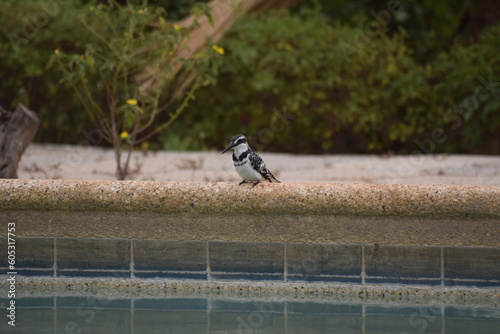 Pied Kingfisher perched on edge of swimming pool, Senegal