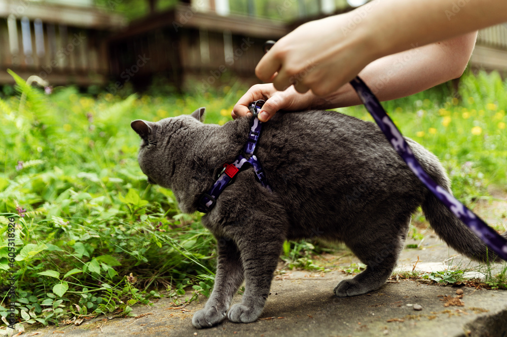 close-up of female hands putting a leash on a gray cat for a walk in nature. cat leash. convenient and smart leash for a comfortable walk
