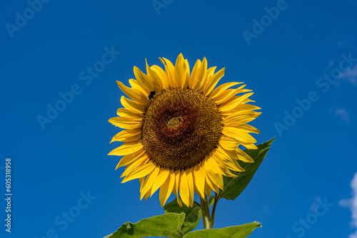 Yellow sunflower against blue sky background  macro.