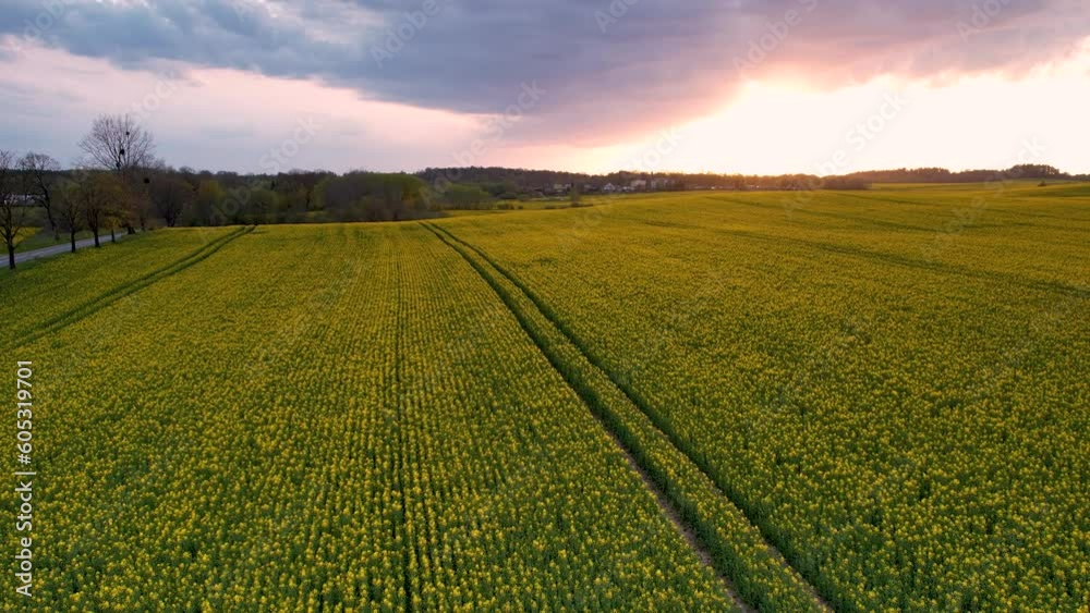Golden rapeseed fields glow under mesmerizing sunset sky, aerial view Golden rapeseed fields glow under mesmerizing sunset sky, aerial view