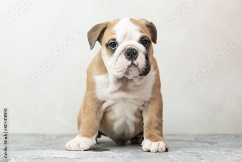 Fototapeta Naklejka Na Ścianę i Meble -  English bulldog puppy on a uniform background