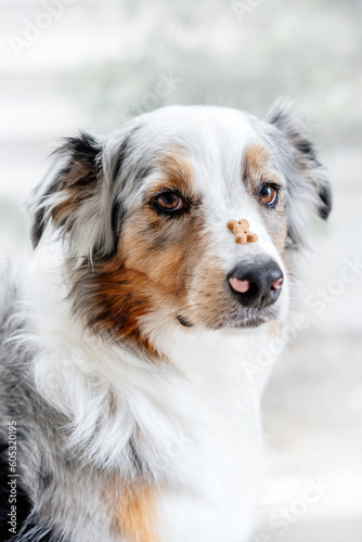 Dog with tasty treat on his nose. Close up photo of australian shepherd. Aussie balancing a cookie on nose. Obedience and trainings