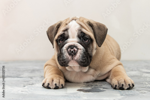 English bulldog puppy on a uniform background © Игорь Олейник