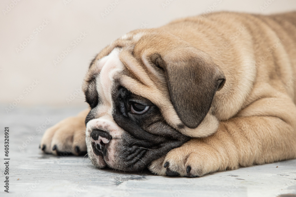 English bulldog puppy on a uniform background