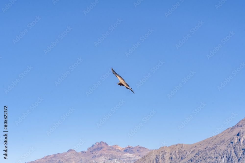 condor in flight over colca canyon in peru with blue sky condor in flight over colca canyon in peru with blue sky