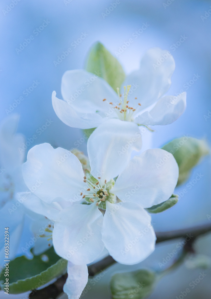 Fototapeta premium Blooming Elegance: White Apple Tree Flowers Embracing the Spring Sunset in Northern Europe
