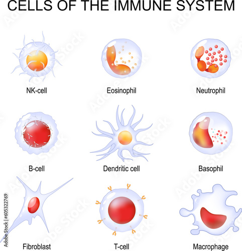 Cells of the immune system. White blood cells or leukocytes