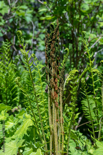 Osmundastrum cinnamomeum, commonly called cinnamon fern, shown in early Spring with its colorful green and brown fertile fronds.  photo