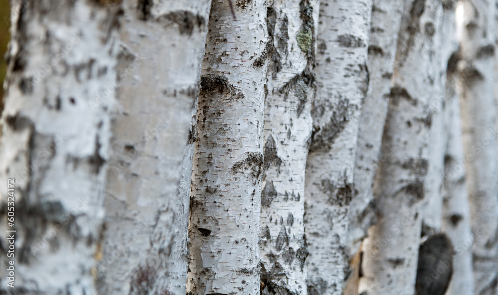Fototapeta premium Detail of the birch tree trunks
