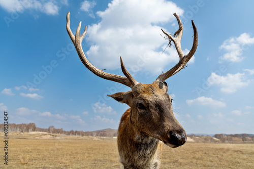 Sika deer on the grassland in autumn