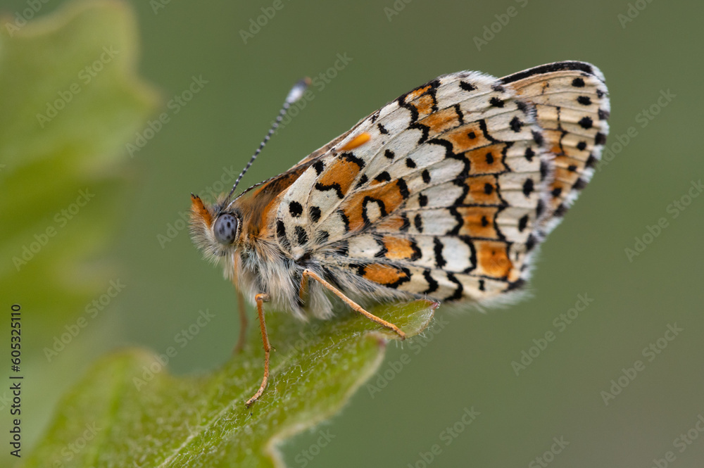 Fototapeta premium Melitaea cinxia - Glanville fritillary - Mélitée du plantain