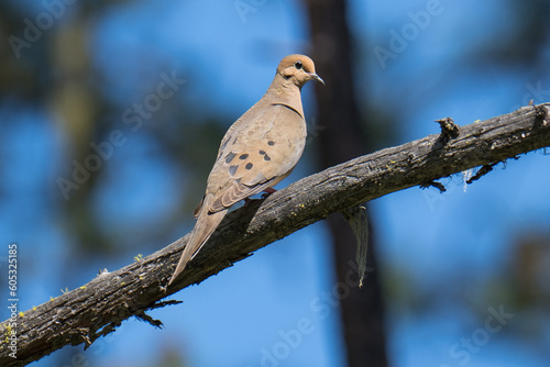 Mourning Dove