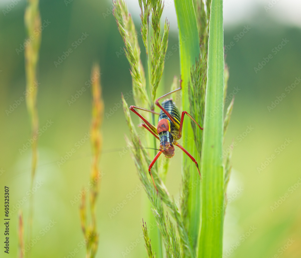 Vibrant Encounters: Red Grasshopper Amidst Meadow Serenity in Northern Europe Vibrant Encounters: Red Grasshopper Amidst Meadow Serenity in Northern Europe