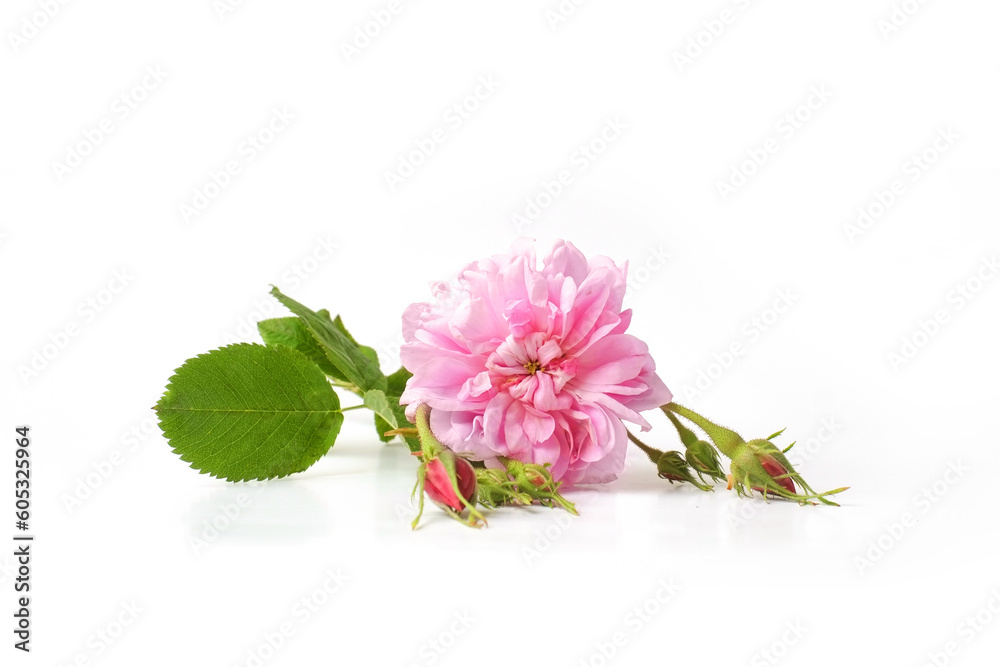 Rosa damascena. Damask rose. Oil-bearing rose. Bulgarian rose oil. Stock  Photo | Adobe Stock