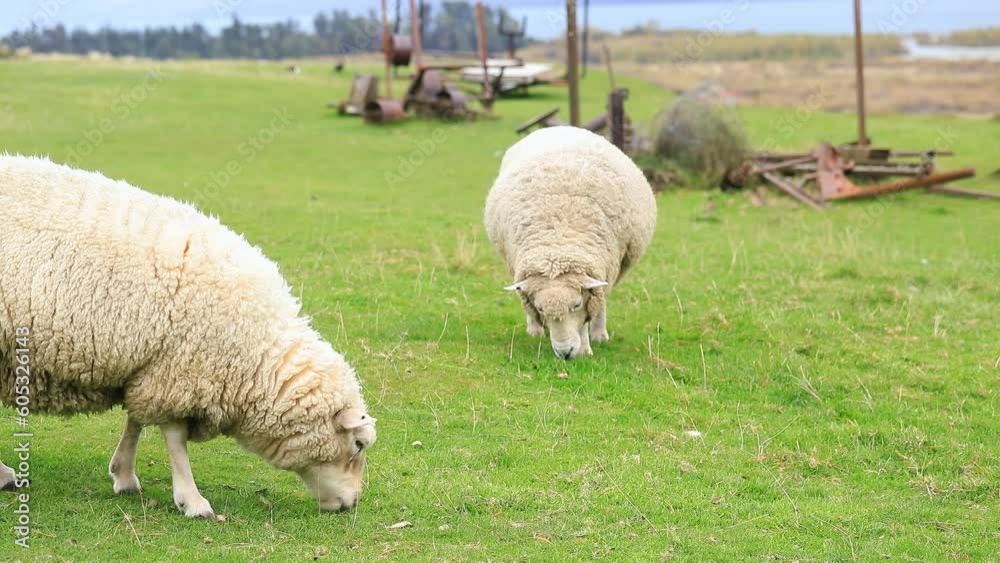Sheep graze outdoors in New Zealand. Small cattle, animal husbandry. Sheep graze outdoors in New Zealand. Small cattle, animal husbandry.