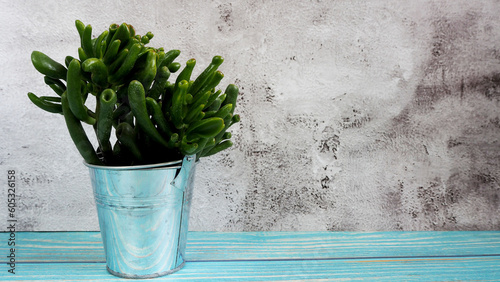 the houseplant Crassula ovata Gollum grows in a gray metal pot on a gray background. side view . copy space