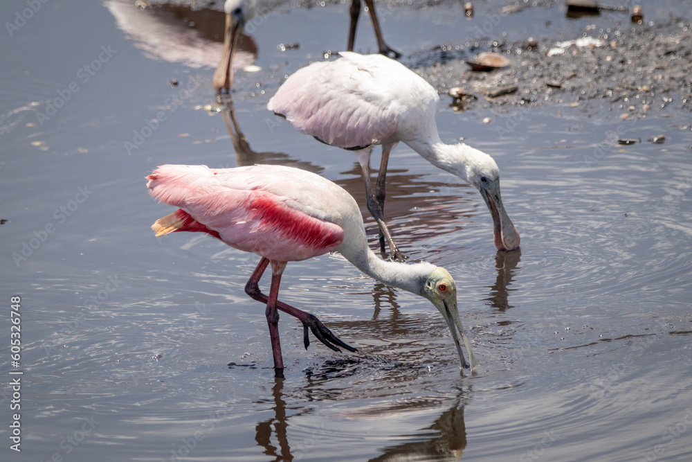 Pink Duo: Roseate Spoonbills Foraging in Florida Waters