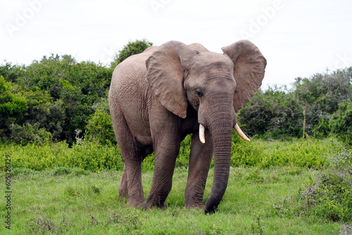 Afrikanischer Elefantenbulle  Loxodonta africana   grasend   Savanne  m  nnliches Tier  Safari  S  dafrika  Afrika
