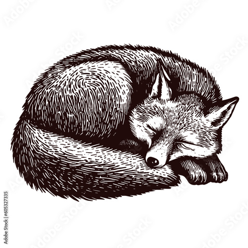 sleeping fox vector vintage sketch,  dreaming cute fox illustration