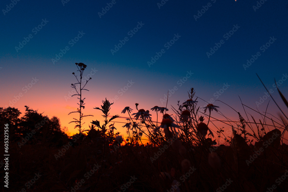 Dawn's Floral Symphony: Silhouetted Summer Flowers in Meadow's Embrace in Northern Europe Dawn's Floral Symphony: Silhouetted Summer Flowers in Meadow's Embrace in Northern Europe