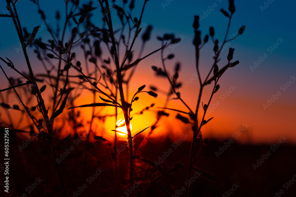 Obraz premium Dawn's Floral Symphony: Silhouetted Summer Flowers in Meadow's Embrace in Northern Europe