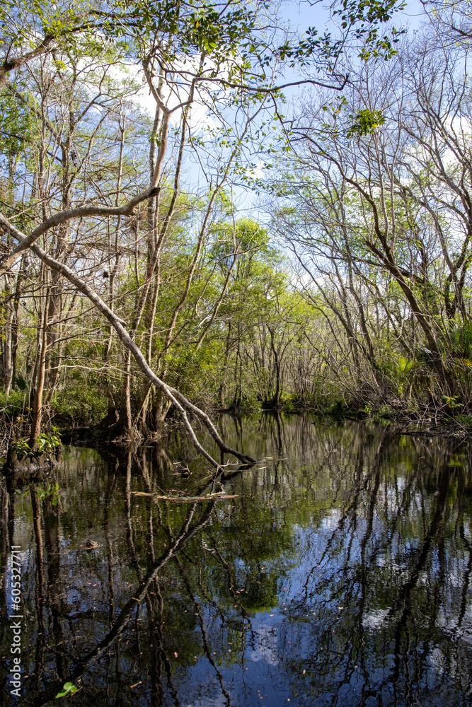 Narrow Perspective: Vertical Shot of Florida Black Water Creek