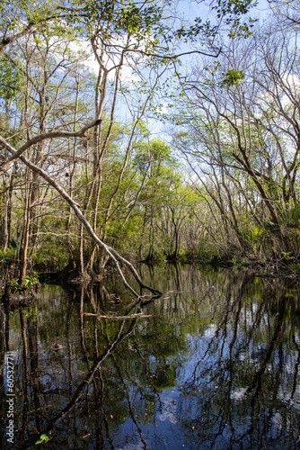 Narrow Perspective: Vertical Shot of Florida Black Water Creek