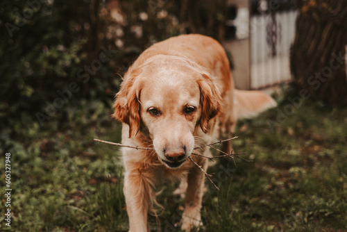 old senior golden retriever playing with a stick, wood outside