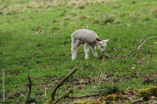 A Newly Born Baby Lamb on a Rough Meadow Field.
