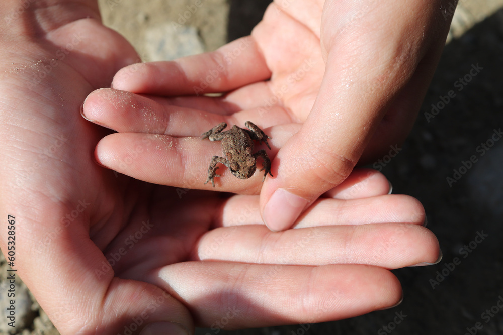 Little toad in children's hand