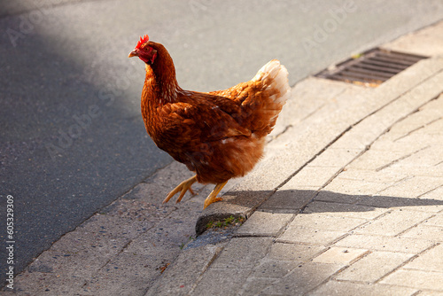 Huhn auf der Straße © Photocreatief