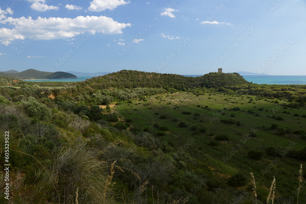 Fototapeta premium Panorama costiero con una antica torre sulla cima di una collina - Parco Regionale della Maremma - Toscana - Italia