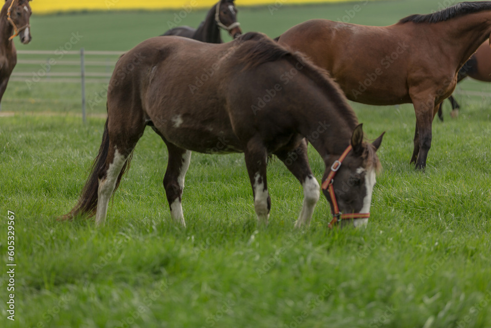 A grazing brown horse on fresh green meadow A grazing brown horse on fresh green meadow