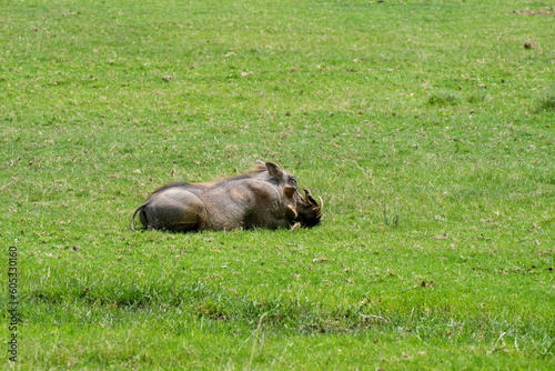 Liegendes Warzenschwein (Phacochoerus africanus) mit Rotschnabel-Madenhacker (Buphagus erythrorhynchus) am Kopf, Vogel, Savanne, Wiese, Safari, Afrika, Südafrika photo
