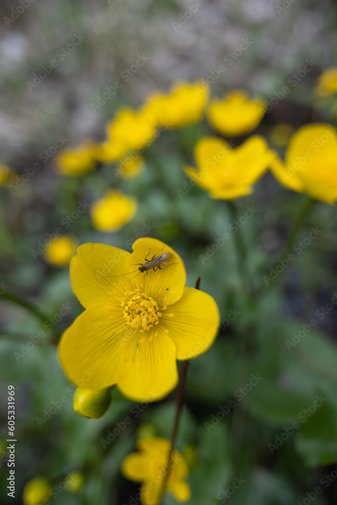 Golden Symphony: Vibrant Wildflowers Blooming in Spring in Northern Europe Golden Symphony: Vibrant Wildflowers Blooming in Spring in Northern Europe
