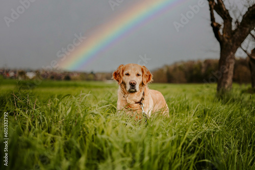 senior golden retriever dog with a rainbow on a field  photo