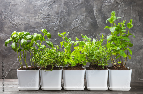 Fotografie Fresh garden herbs in pots
