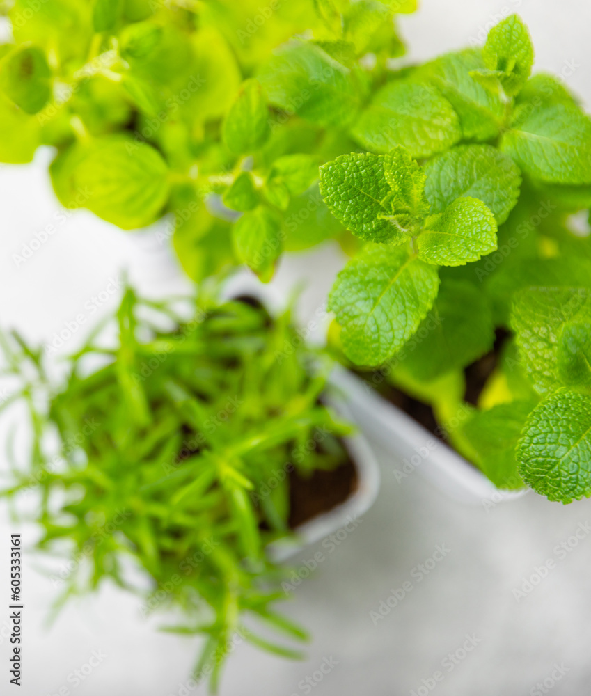 Fresh garden herbs in pots. Rosemary, mint, strawberry, basil, oregano and thyme in white pots. Seedling of spicy spices and herbs. Assorted fresh herbs in a pot. Home aromatic and culinary herbs. Fresh garden herbs in pots. Rosemary, mint, strawberry, basil, oregano and thyme in white pots. Seedling of spicy spices and herbs. Assorted fresh herbs in a pot. Home aromatic and culinary herbs.