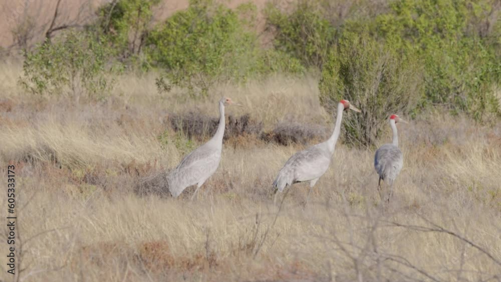 a slow motion tracking shot of a family of brolgas walking at lake bindegolly national park in western queensland, australia a slow motion tracking shot of a family of brolgas walking at lake bindegolly national park in western queensland, australia