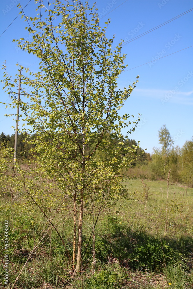 photo one young tree in a meadow photo one young tree in a meadow