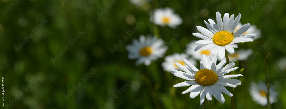 Fototapeta premium Chamomile flower surrounded by green grass, beautiful white daisy in selective focus, panoramic, place for text