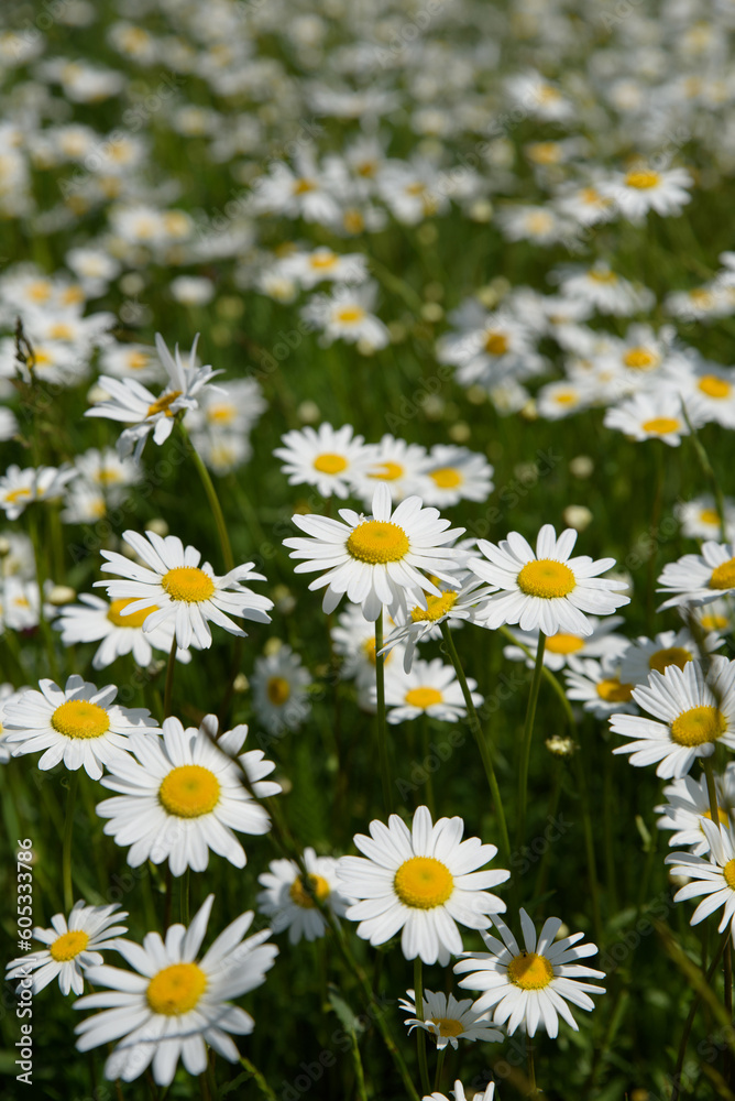 Beautiful white daisy field, selective focus, background photograph Beautiful white daisy field, selective focus, background photograph