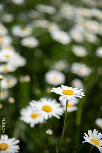 Camomile flowers surrounded by green grass, beautiful white daisy field in selective focus