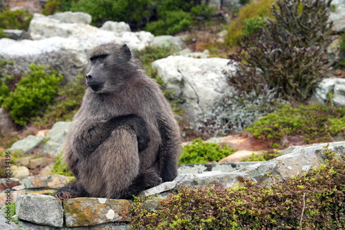 Sitzender Bärenpavian, Tschakma (Papio ursinus), Pavian, Afrika, Südafrika, Kap, Cape Point  photo