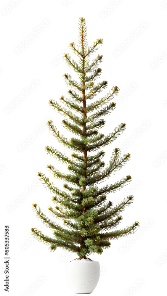 Fir tree isolated on white background.