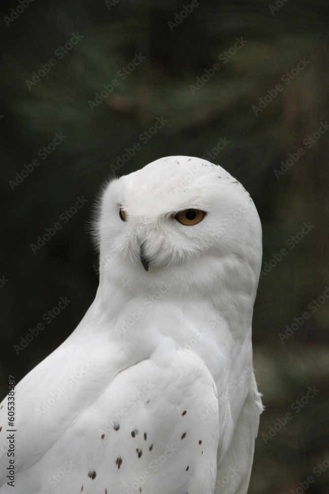 Fototapeta premium snowy owl portrait