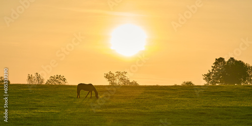 Single horse grazing in a field with rising morning sun.