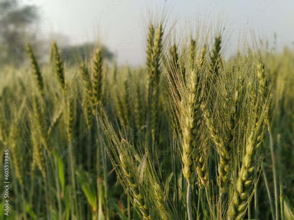 wheat crop wheat crop