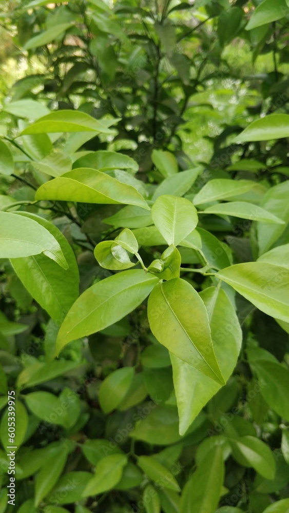 Green plant Green plant