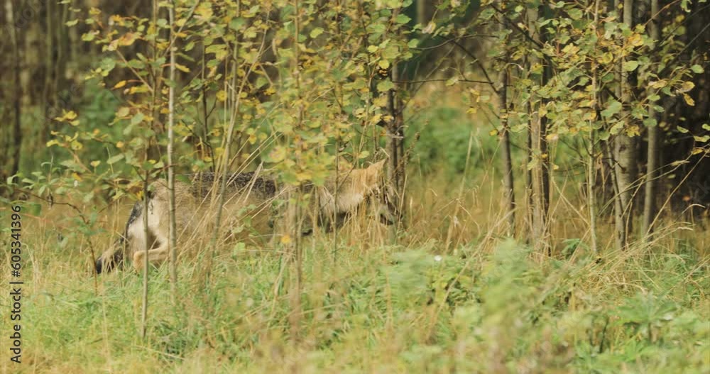 Curious Cub Wolf, Canis Lupus, Gray Wolf, Grey Wolf Sniffing And Running At Summer Forest. Puppy Wolf. Curious Cub Wolf, Canis Lupus, Gray Wolf, Grey Wolf Sniffing And Running At Summer Forest. Puppy Wolf.
